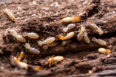 Diagnostic termites, mérule : de nouvelles cartographies sur le site du Cerema